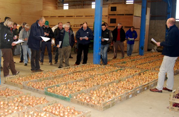 Drilled onion variety demonstration - dried bulbs - nov 2012