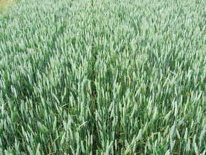 Winter wheat non inversion