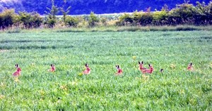 Brown Hares 