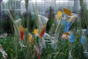 Crossing goatgrass with durum wheat