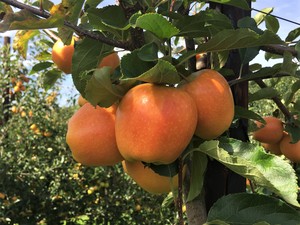 1,500 boxes (18 tonnes) of Malling Sunburst have been harvested in Kent and will be available in Waitrose stores by late September