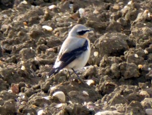 Northern Wheatear