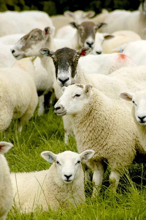 Sheep breeding